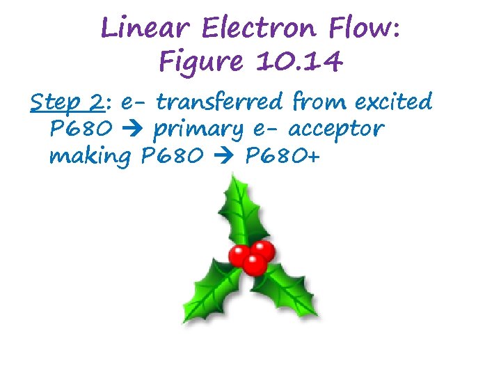 Linear Electron Flow: Figure 10. 14 Step 2: e- transferred from excited P 680