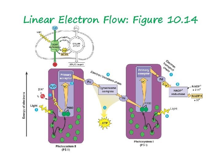 Linear Electron Flow: Figure 10. 14 