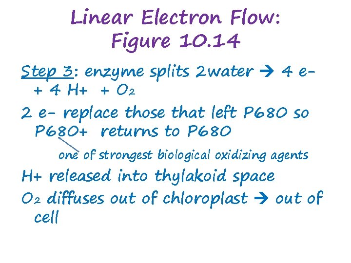 Linear Electron Flow: Figure 10. 14 Step 3: enzyme splits 2 water 4 e+