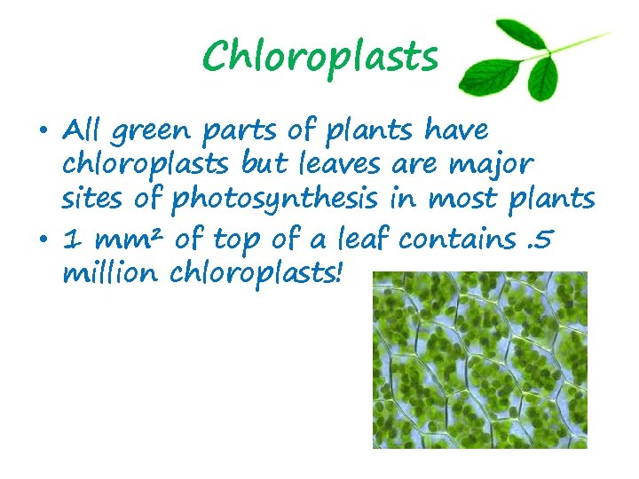 Chloroplasts • All green parts of plants have chloroplasts but leaves are major sites
