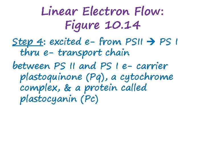 Linear Electron Flow: Figure 10. 14 Step 4: excited e- from PSII PS I