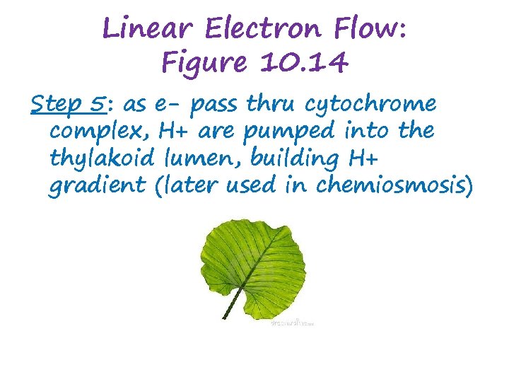 Linear Electron Flow: Figure 10. 14 Step 5: as e- pass thru cytochrome complex,