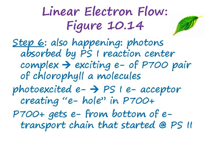 Linear Electron Flow: Figure 10. 14 Step 6: also happening: photons absorbed by PS