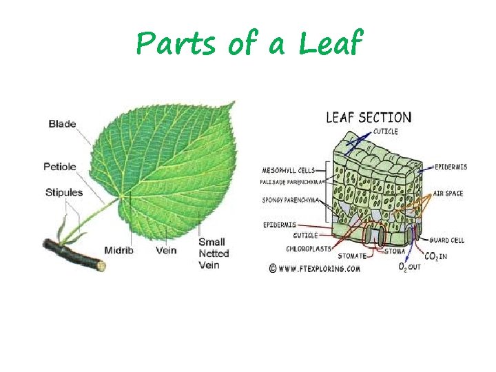 Parts of a Leaf 