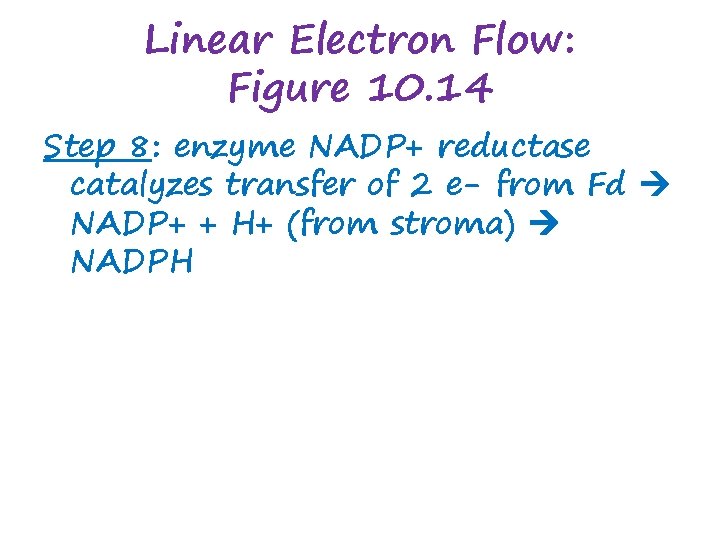 Linear Electron Flow: Figure 10. 14 Step 8: enzyme NADP+ reductase catalyzes transfer of