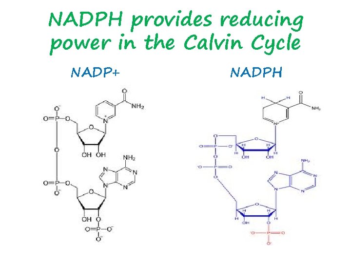 NADPH provides reducing power in the Calvin Cycle NADP+ NADPH 