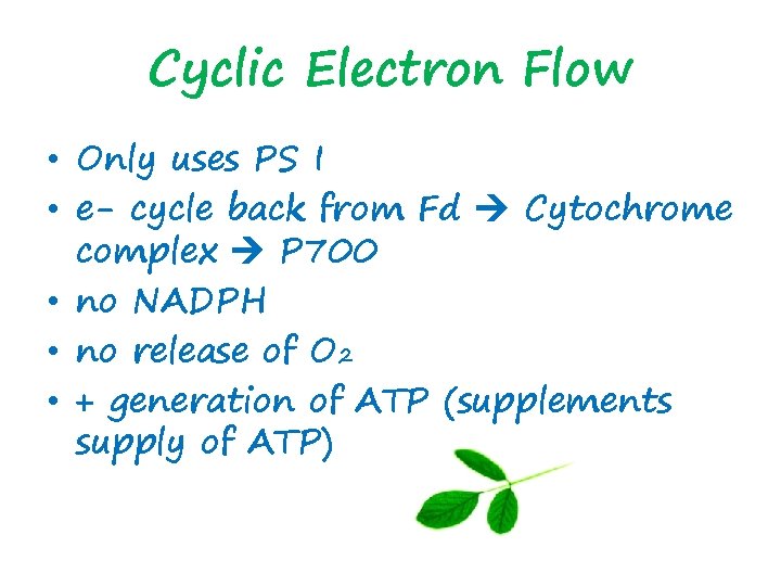Cyclic Electron Flow • Only uses PS I • e- cycle back from Fd