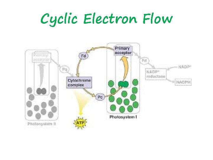 Cyclic Electron Flow 