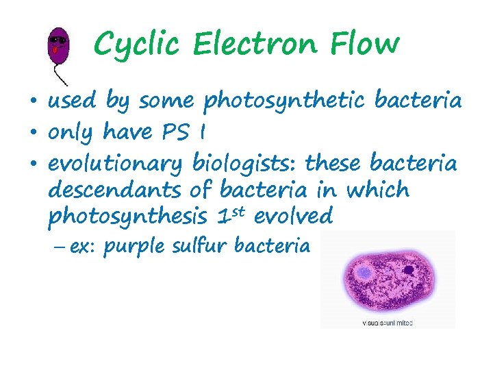 Cyclic Electron Flow • used by some photosynthetic bacteria • only have PS I