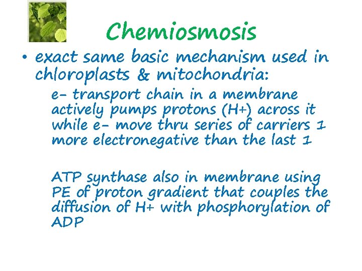 Chemiosmosis • exact same basic mechanism used in chloroplasts & mitochondria: e- transport chain