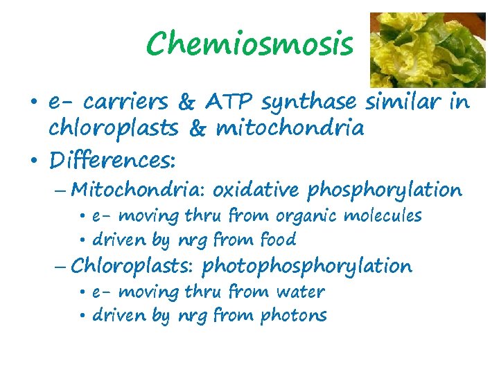 Chemiosmosis • e- carriers & ATP synthase similar in chloroplasts & mitochondria • Differences: