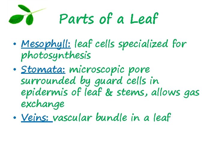 Parts of a Leaf • Mesophyll: leaf cells specialized for photosynthesis • Stomata: microscopic