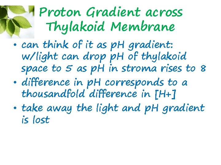 Proton Gradient across Thylakoid Membrane • can think of it as p. H gradient:
