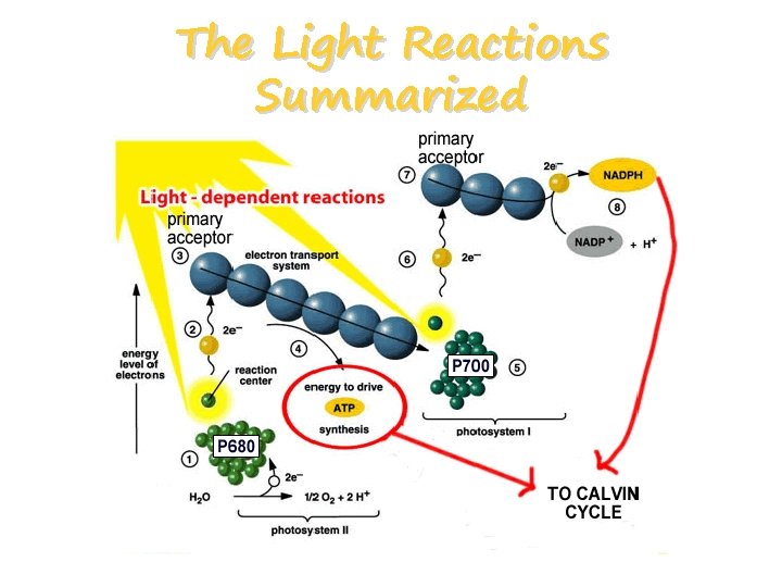 The Light Reactions Summarized 