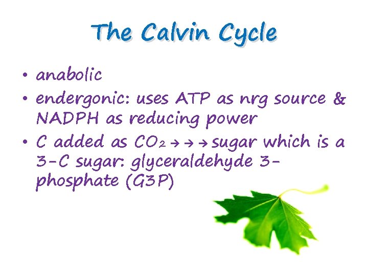 The Calvin Cycle • anabolic • endergonic: uses ATP as nrg source & NADPH