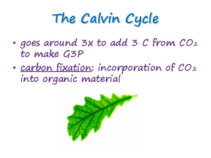 The Calvin Cycle • goes around 3 x to add 3 C from CO