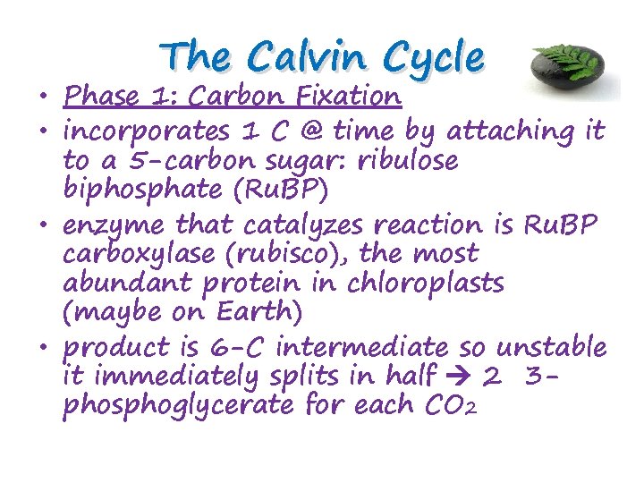 The Calvin Cycle • Phase 1: Carbon Fixation • incorporates 1 C @ time