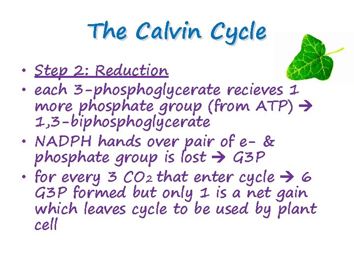 The Calvin Cycle • Step 2: Reduction • each 3 -phosphoglycerate recieves 1 more