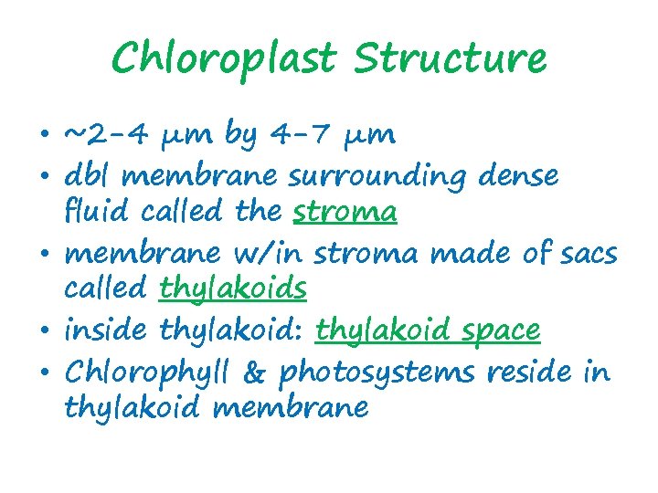 Chloroplast Structure • ~2 -4 μm by 4 -7 μm • dbl membrane surrounding