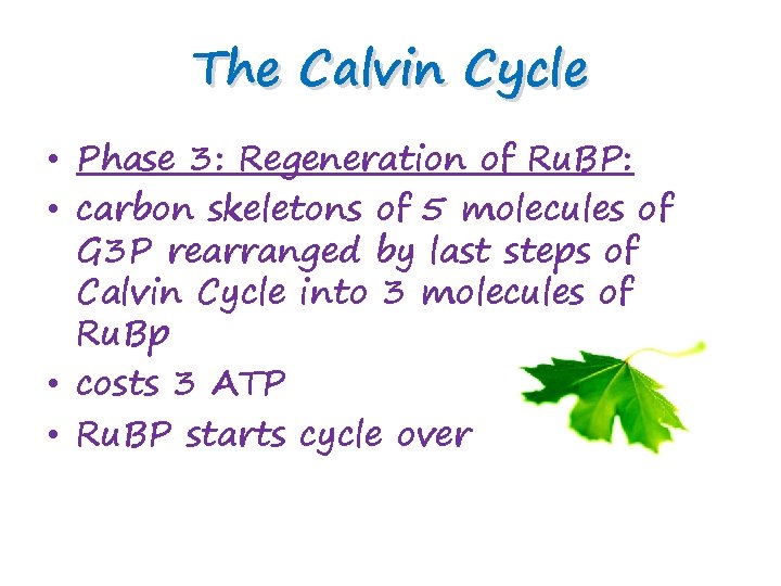 The Calvin Cycle • Phase 3: Regeneration of Ru. BP: • carbon skeletons of