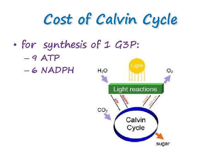 Cost of Calvin Cycle • for synthesis of 1 G 3 P: – 9