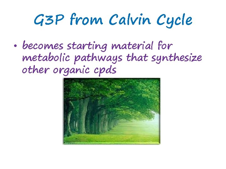 G 3 P from Calvin Cycle • becomes starting material for metabolic pathways that
