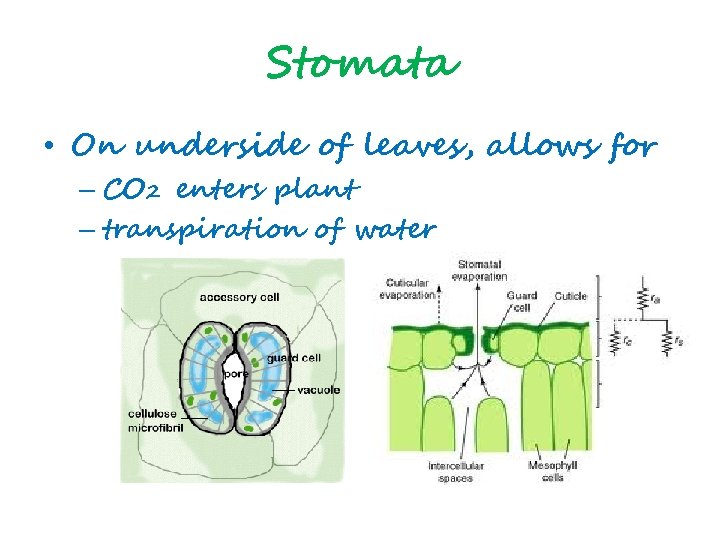 Stomata • On underside of leaves, allows for – CO 2 enters plant –