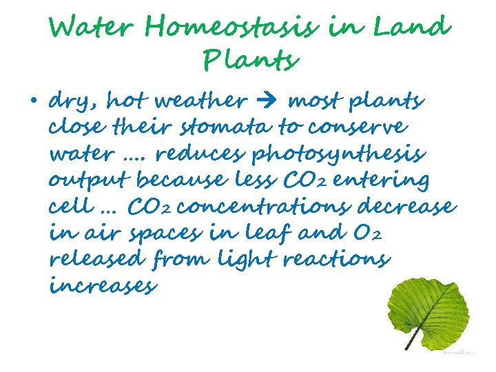 Water Homeostasis in Land Plants • dry, hot weather most plants close their stomata