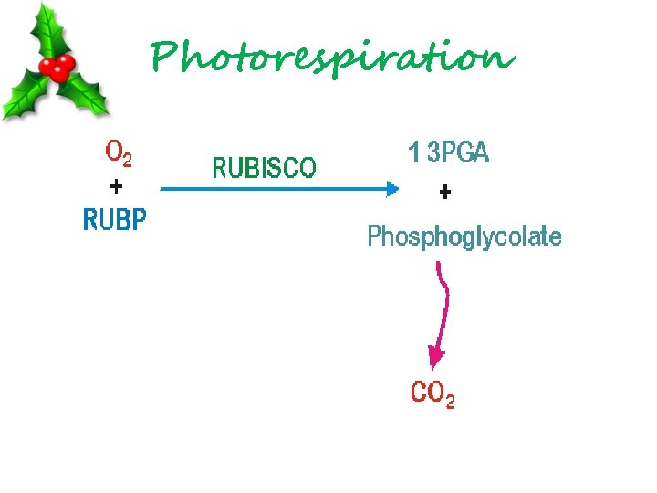 Photorespiration 