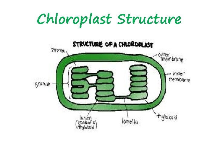 Chloroplast Structure 