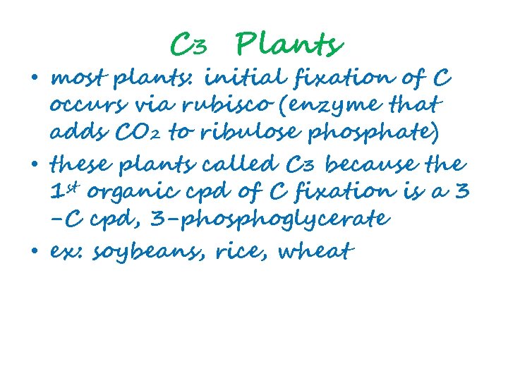 C 3 Plants • most plants: initial fixation of C occurs via rubisco (enzyme