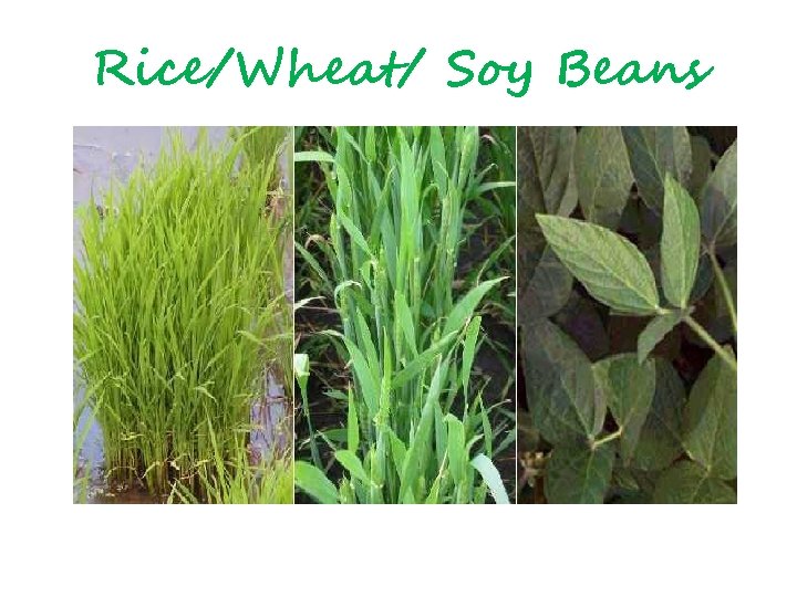 Rice/Wheat/ Soy Beans 