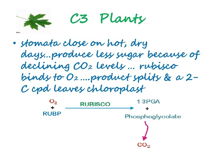 C 3 Plants • stomata close on hot, dry days…produce less sugar because of