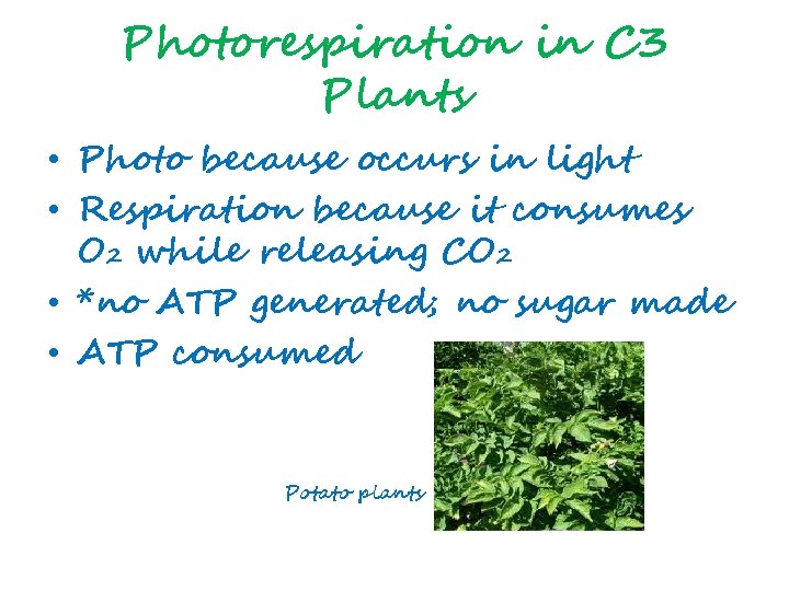 Photorespiration in C 3 Plants • Photo because occurs in light • Respiration because