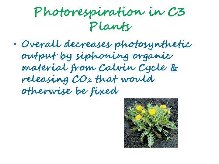 Photorespiration in C 3 Plants • Overall decreases photosynthetic output by siphoning organic material