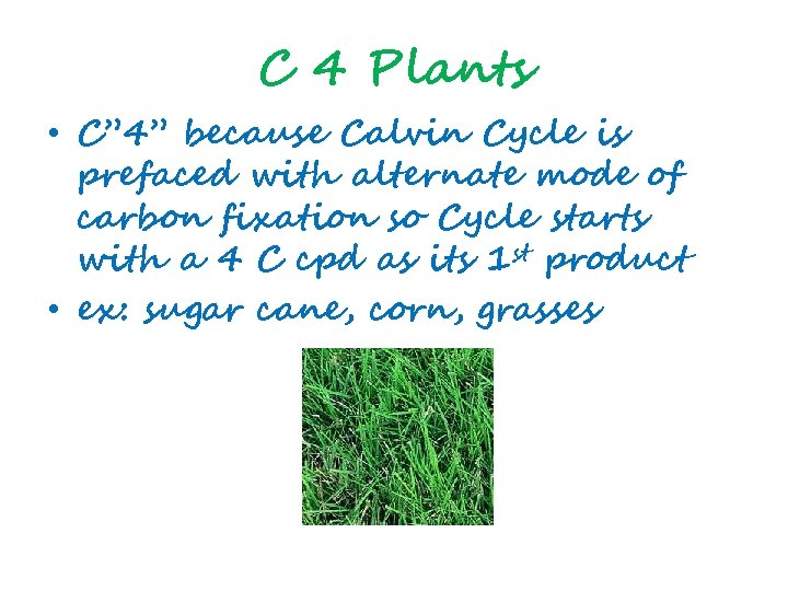 C 4 Plants • C” 4” because Calvin Cycle is prefaced with alternate mode