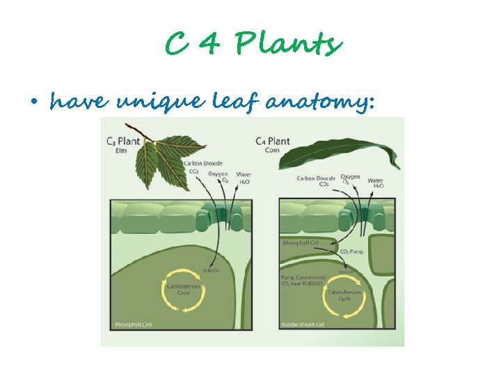 C 4 Plants • have unique leaf anatomy: 