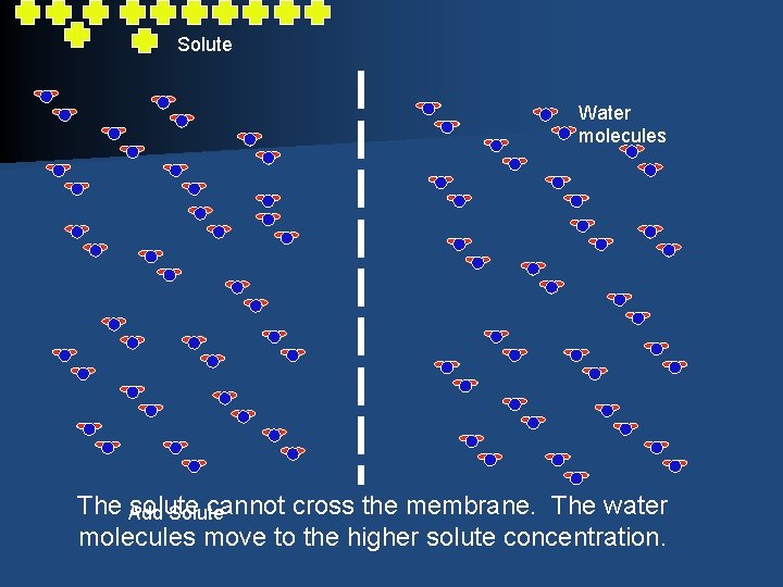 Solute Water molecules The Add solute cannot cross the membrane. The water Solute molecules