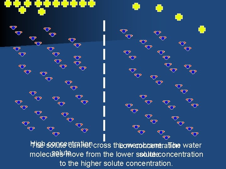 High concentration The solute cannot cross the membrane. The water Low concentration solute molecules