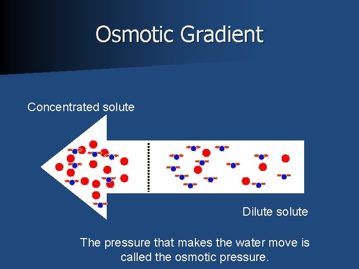 Osmotic Gradient Concentrated solute Dilute solute The pressure that makes the water move is