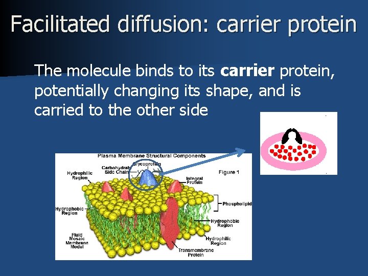 Facilitated diffusion: carrier protein The molecule binds to its carrier protein, potentially changing its