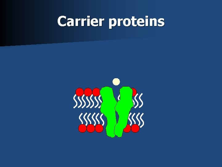 Carrier proteins 