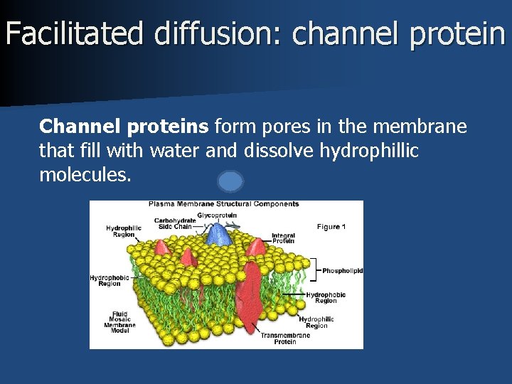 Facilitated diffusion: channel protein Channel proteins form pores in the membrane that fill with