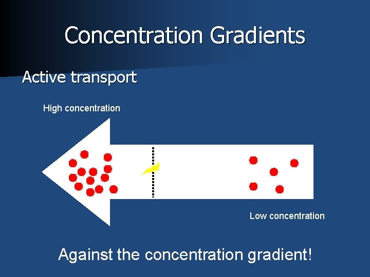 Concentration Gradients Active transport High concentration Low concentration Against the concentration gradient! 