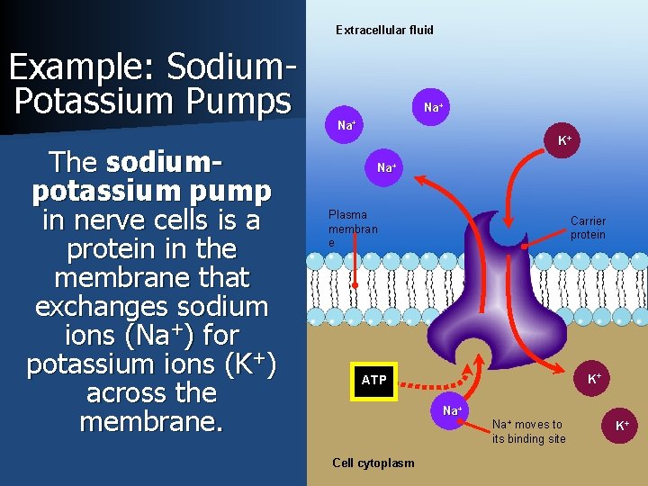 Extracellular fluid Example: Sodium. Potassium Pumps The sodiumpotassium pump in nerve cells is a