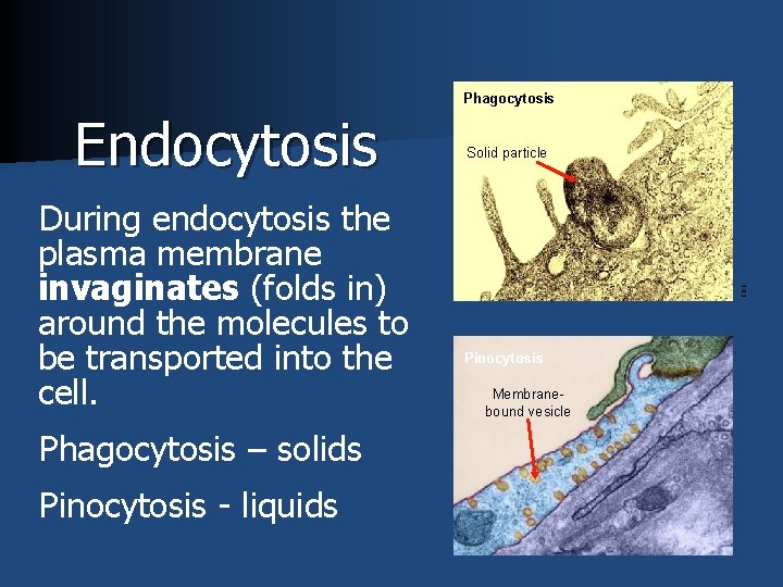 Phagocytosis During endocytosis the plasma membrane invaginates (folds in) around the molecules to be