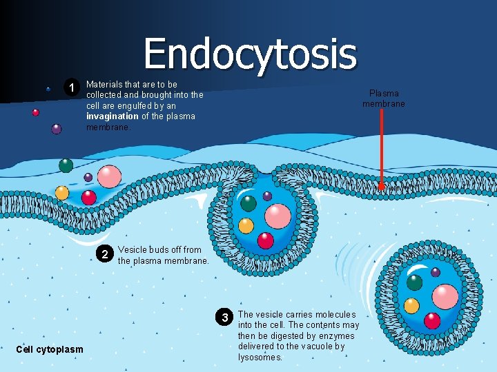 Endocytosis 1 Materials that are to be collected and brought into the cell are