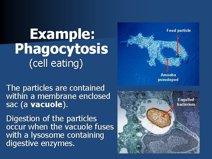 Example: Phagocytosis Food particle (cell eating) Amoeba pseudopod The particles are contained within a
