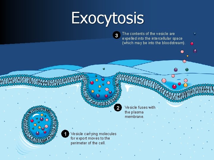 Exocytosis 3 2 1 Vesicle carrying molecules for export moves to the perimeter of