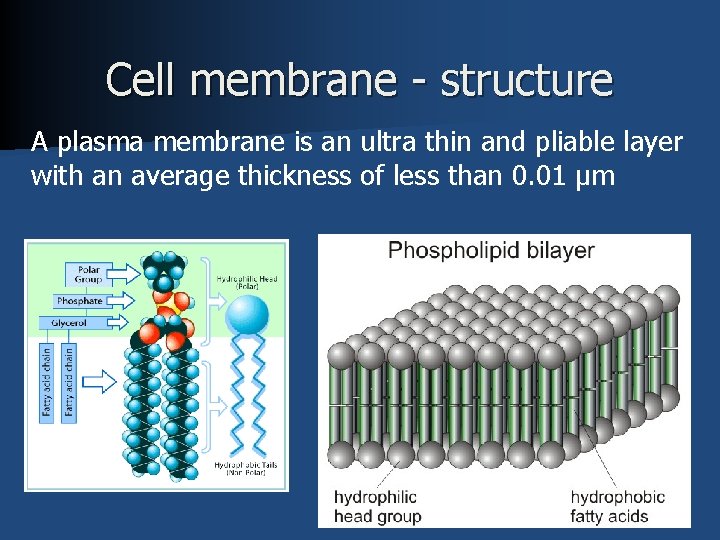 Cell membrane - structure A plasma membrane is an ultra thin and pliable layer
